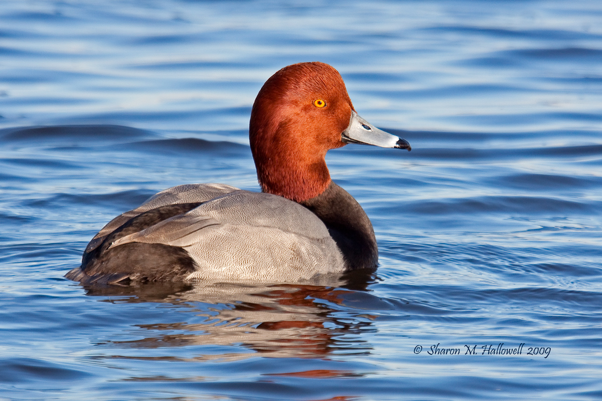 Redhead