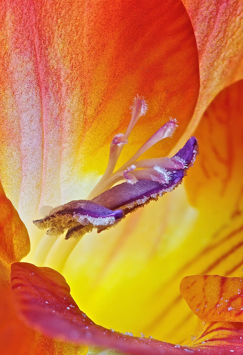 Inner Light