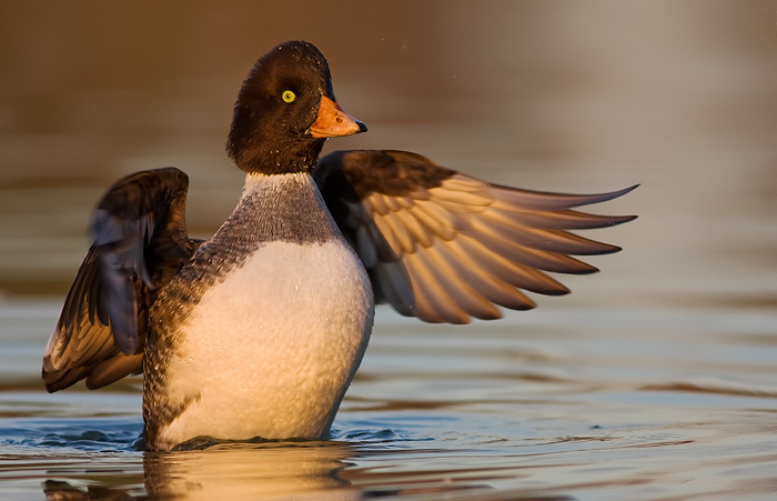 Barrows Goldeneye