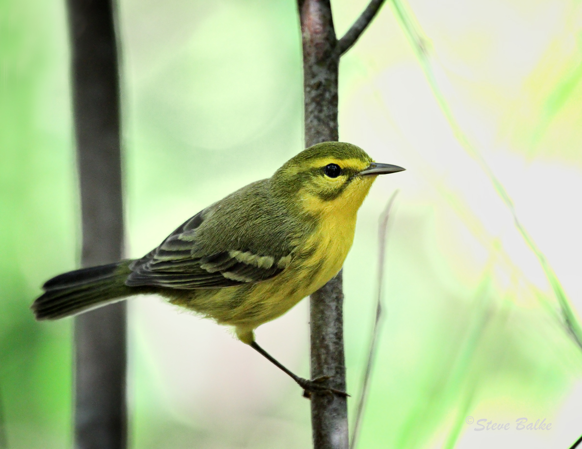 Vitelline Warbler