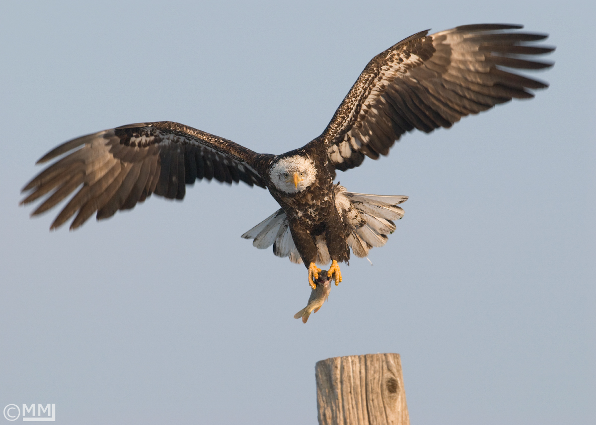 4 year old Bald Eagle