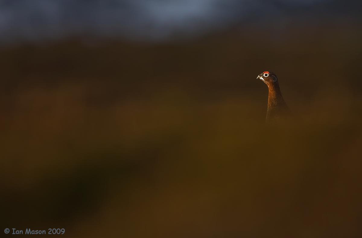 Red Grouse