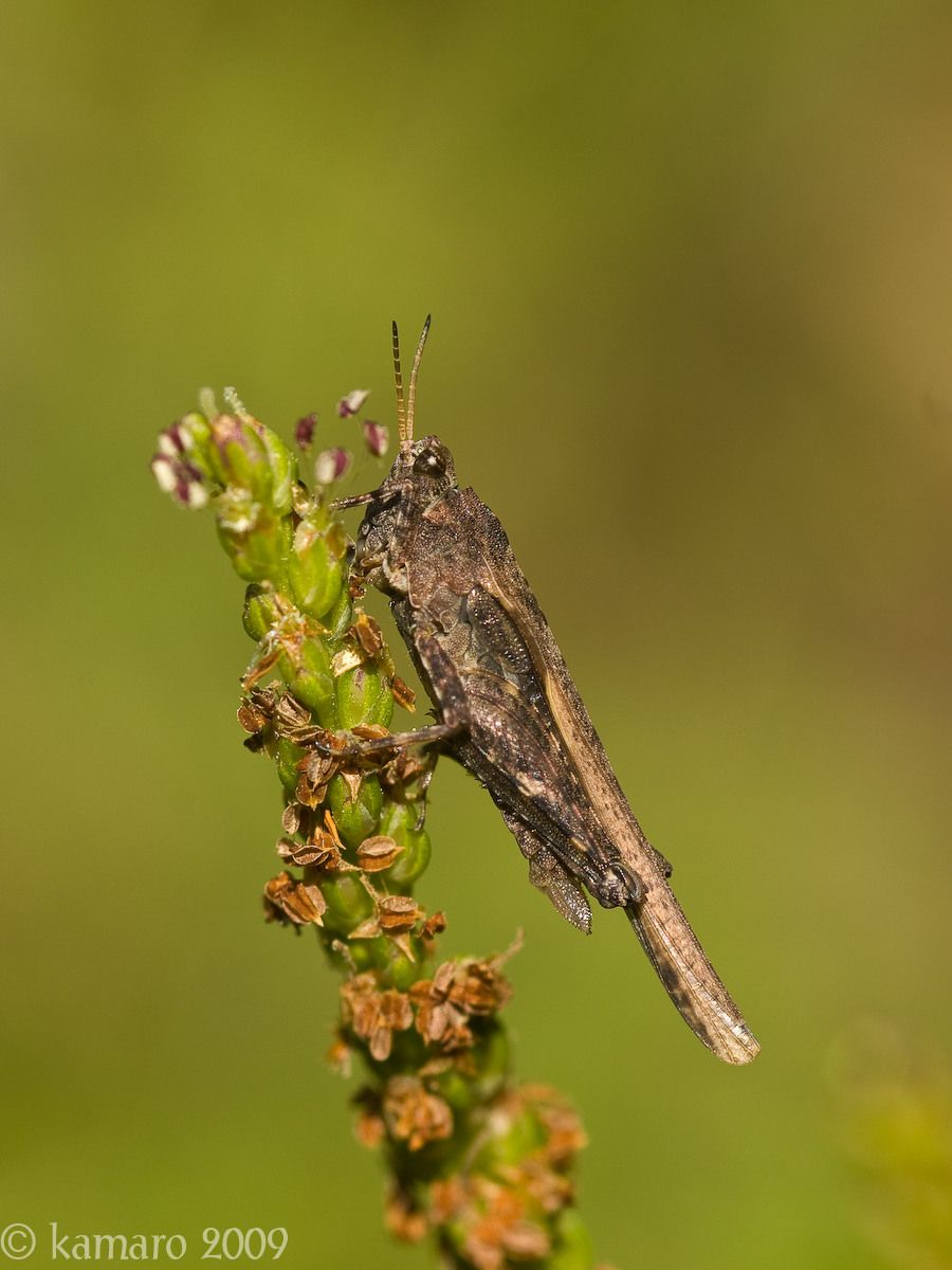 WC#412 - Groundhopper