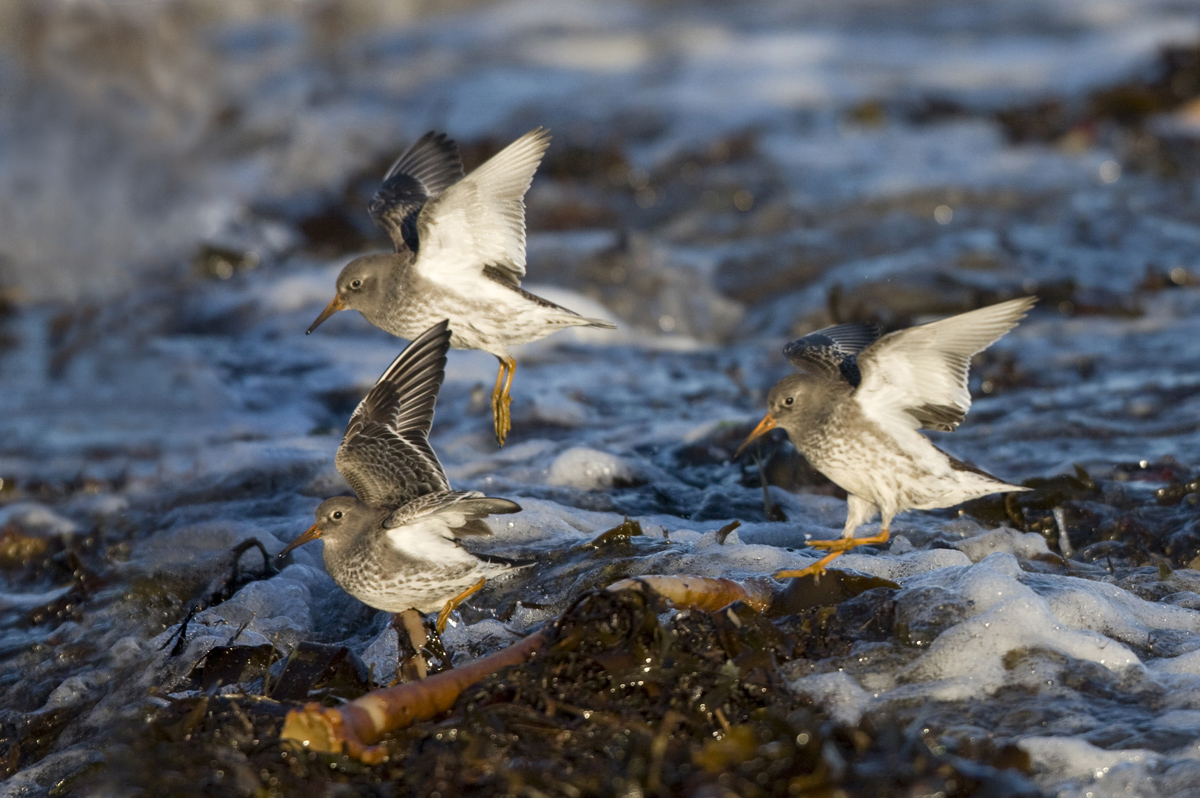 Purple Sandpipers