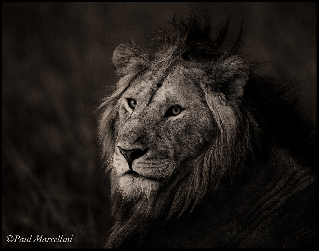 The King in Monochrome(+color added)