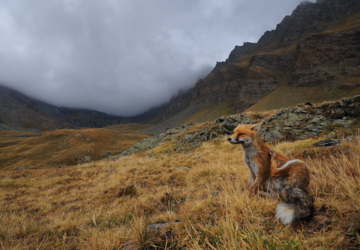 autumn fox