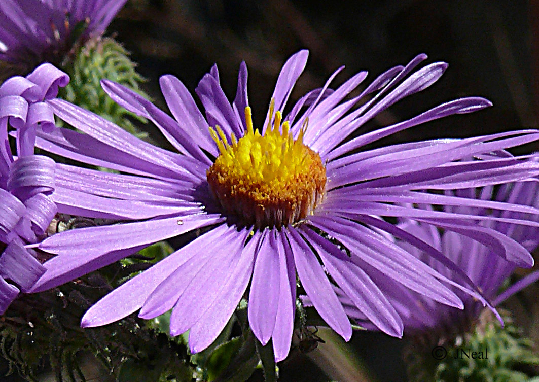 Wild Flower