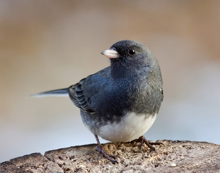 Junco 12-23