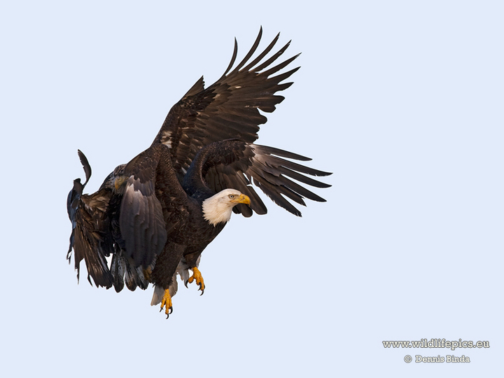 Careless Flying