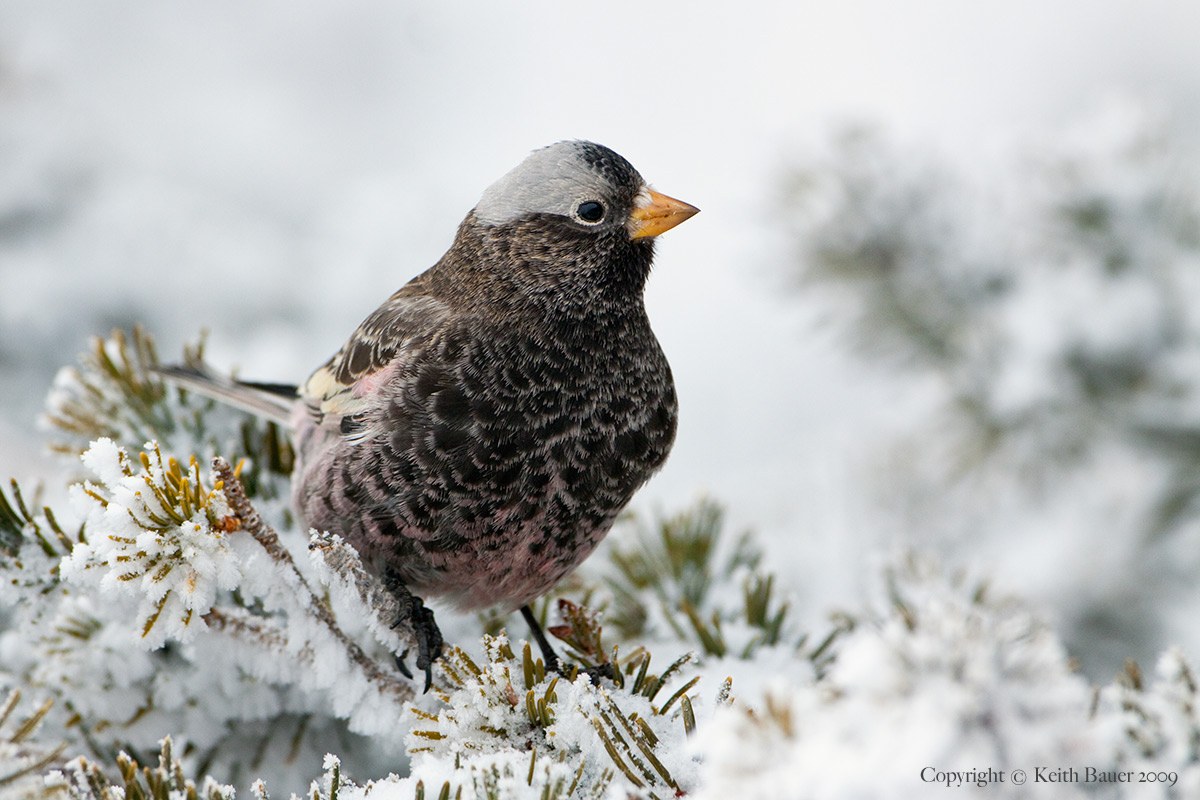 Black Rosy Finch