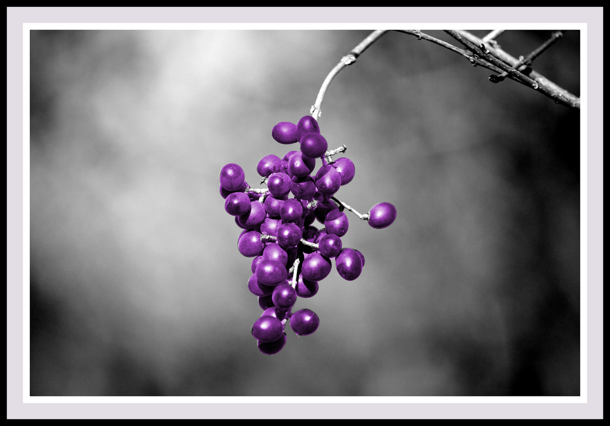 Winter Berries