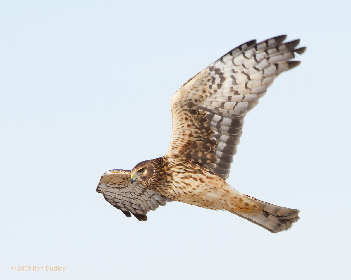 Northern Harrier
