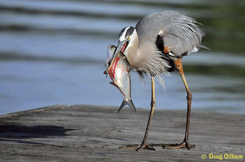 GBH w/fish