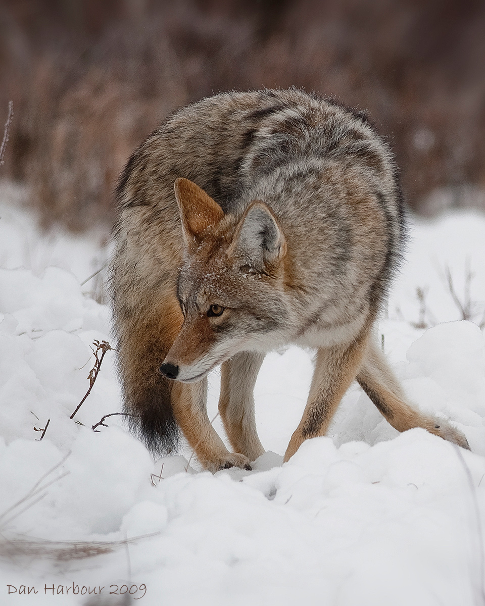 Coyote