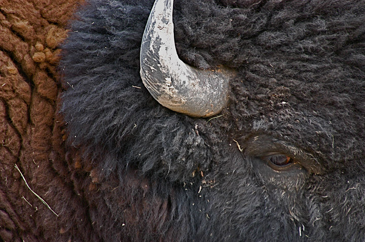 Bison Close-up