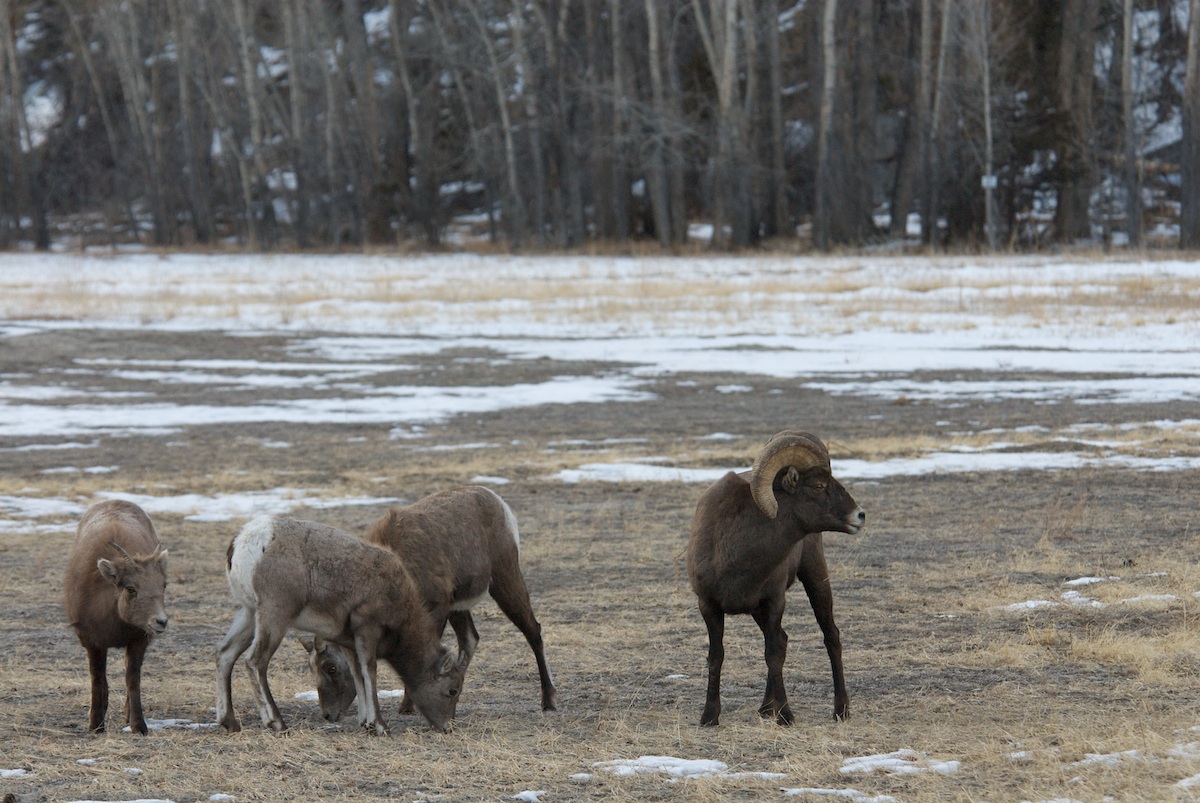 Bighorn Sheep
