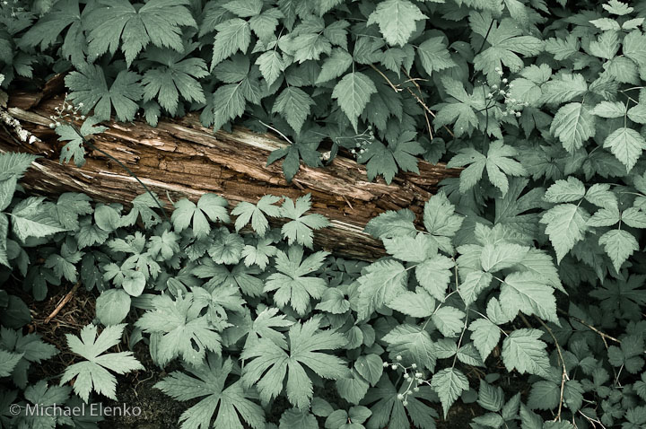 Fallen Tree and Leaves