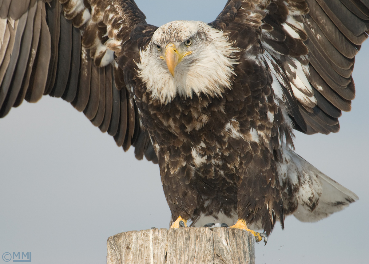 Bald Eagle