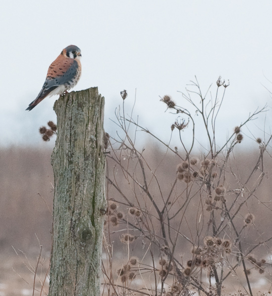 Kestrel REPOSTED