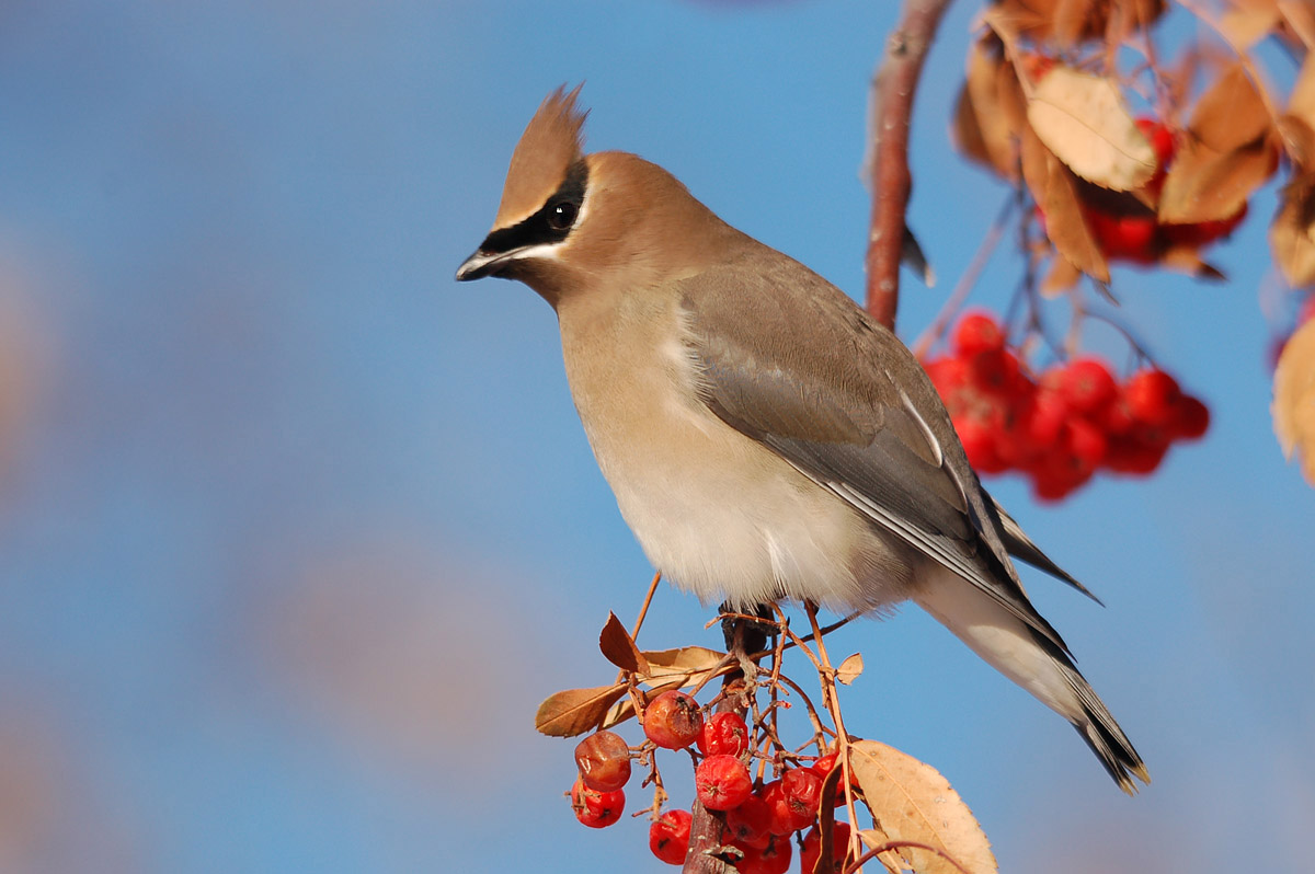 Winter Waxwing