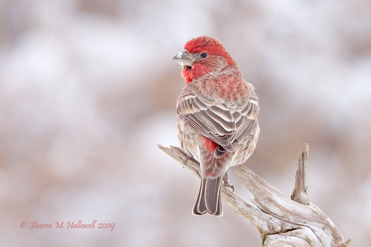 Snow-faced Finch