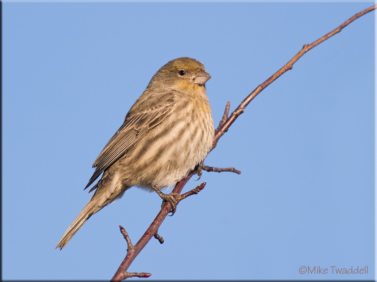 Female House Finch