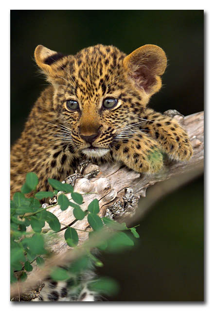 Leopard Cub