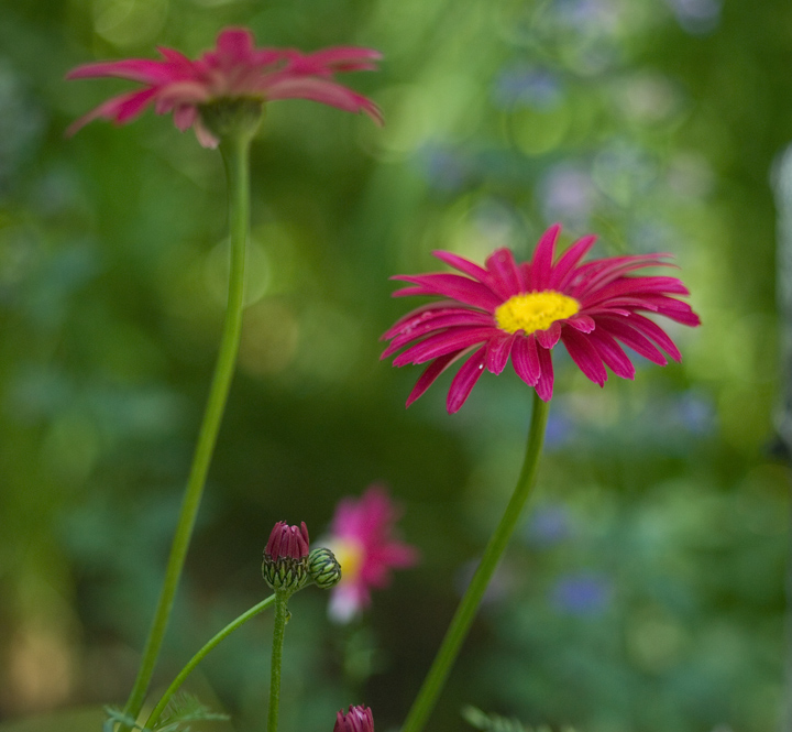 Painted flower