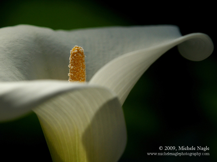 Calla Lily 