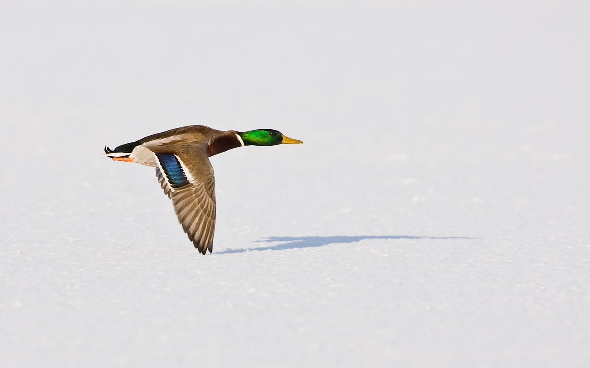 Mallard Over Snow