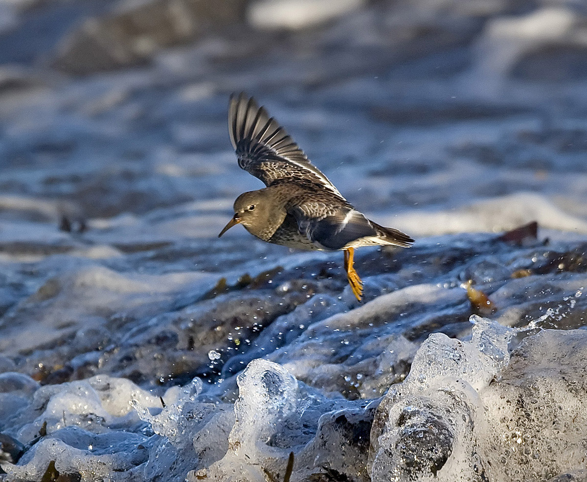 Purple Sandpiper