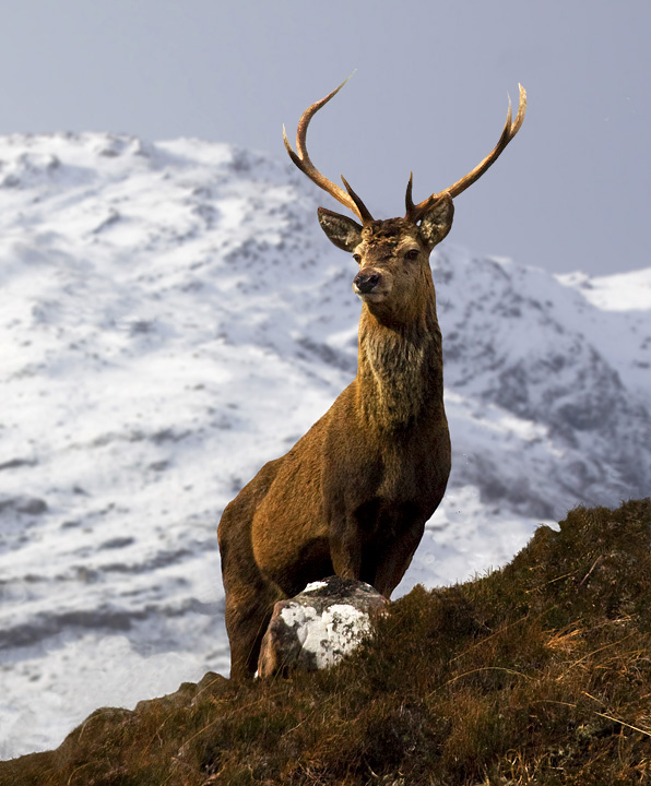 Red Deer Stag