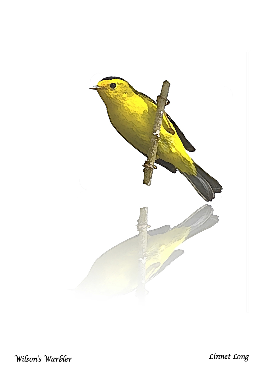 Wilson's Warbler