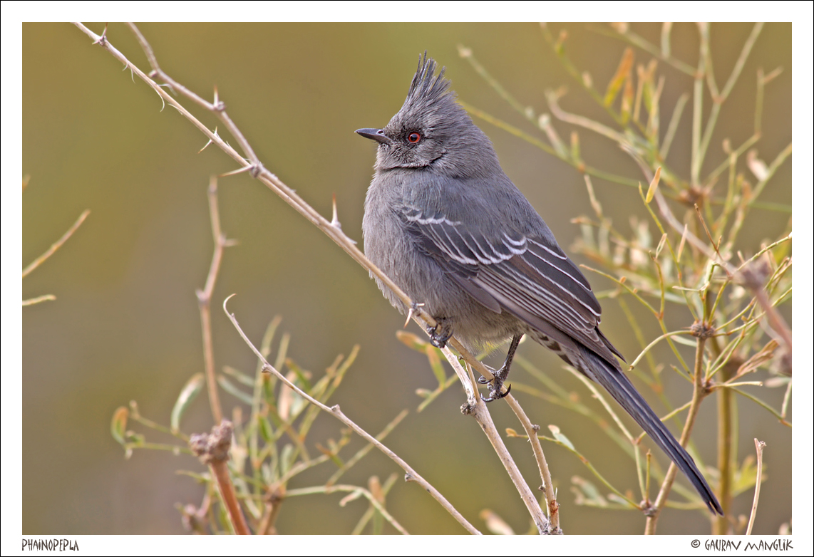 Phainopepla