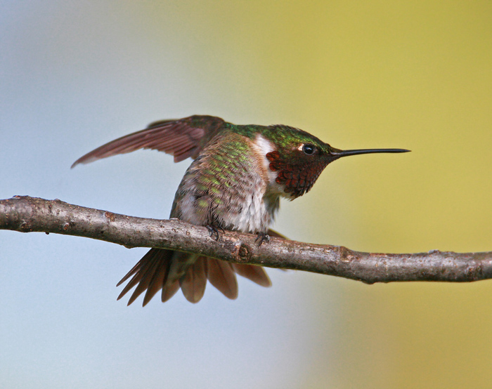Hummingbird Stretch
