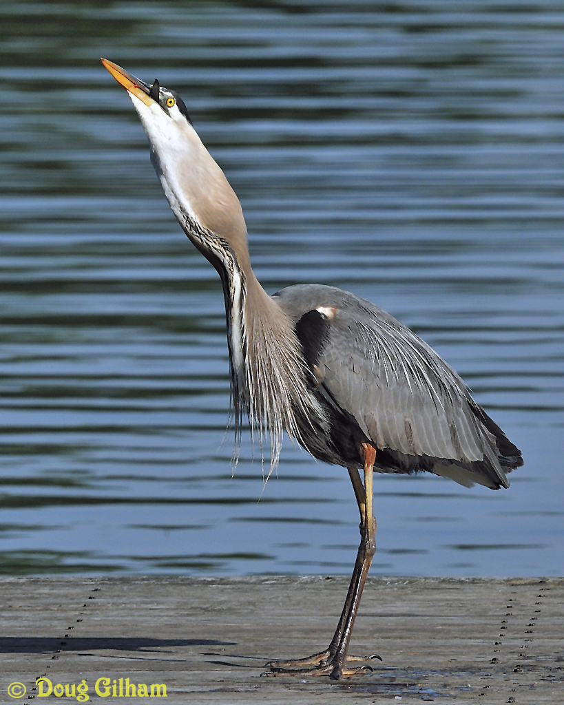 Down the Gullet