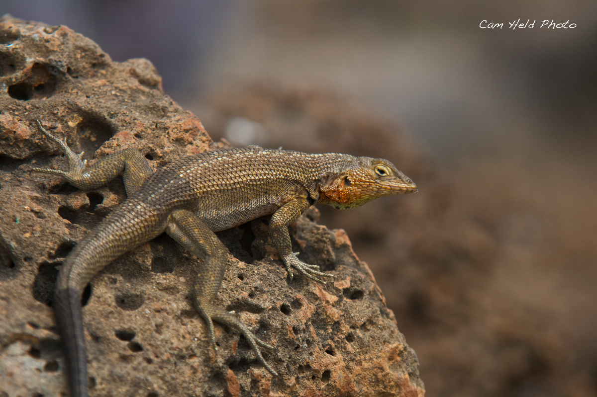 Galapagos Lava Lizard