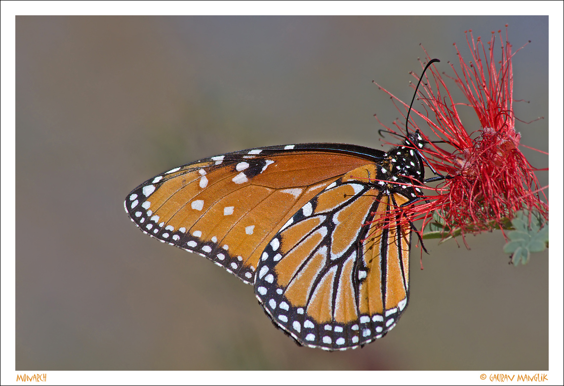 Monarch