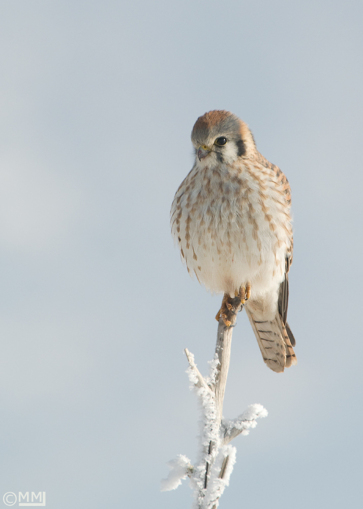 American Kestrel female