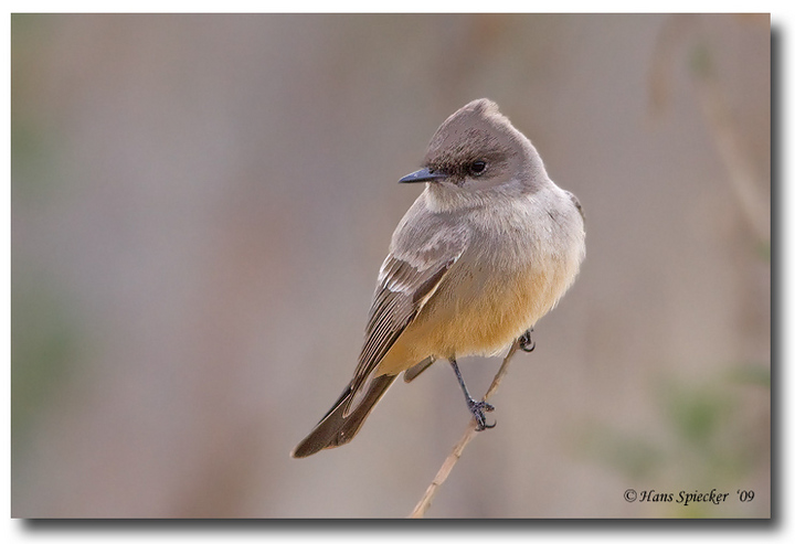Say's Phoebe - w/Repost