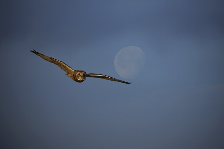 Short Eared Owl