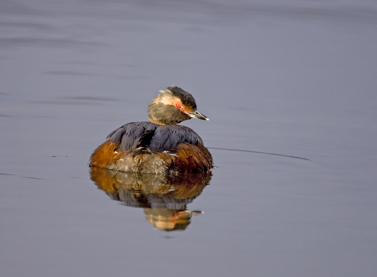 Slavonian Grebe