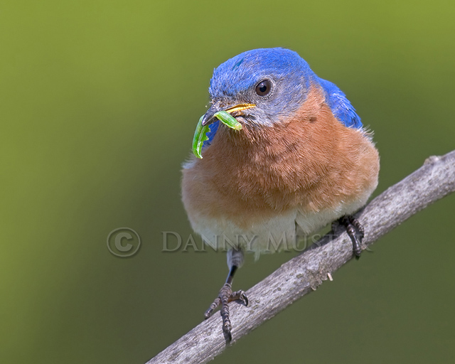 Eastern Bluebird 