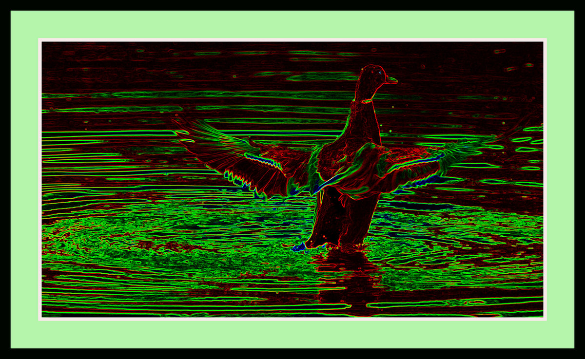 Mallard Mayhem
