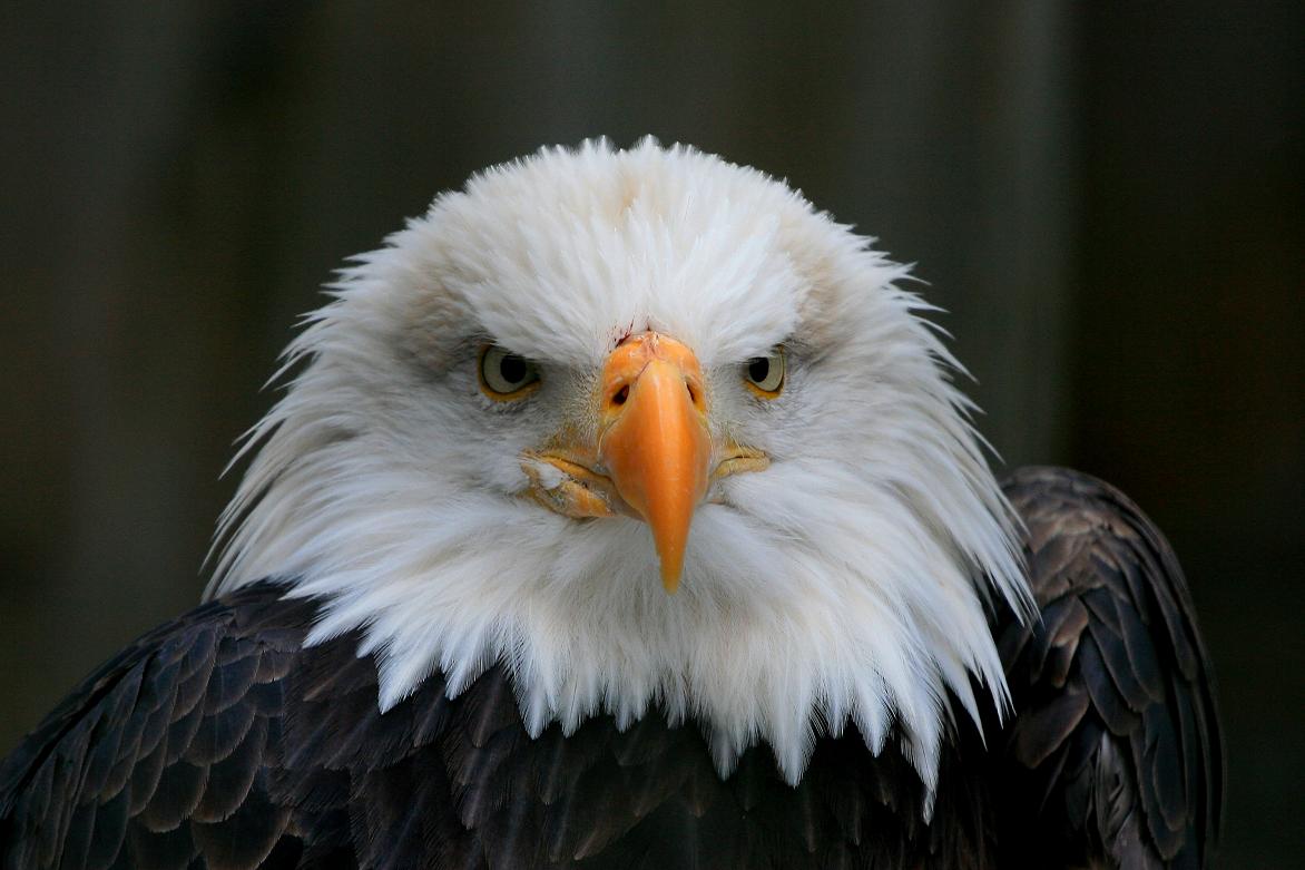 EAGLE EYES