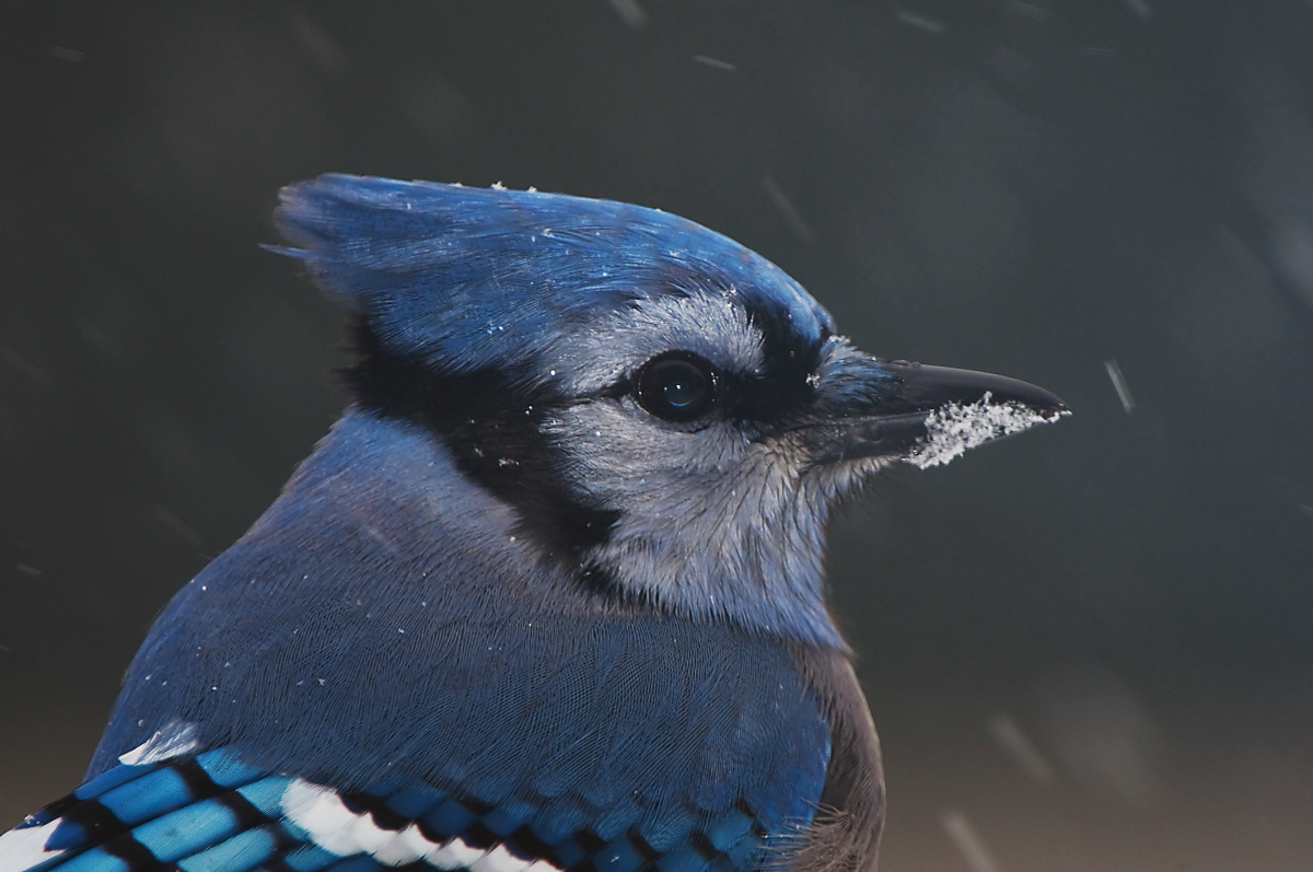 Bluejay Portrait