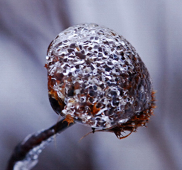Wild Diamonds