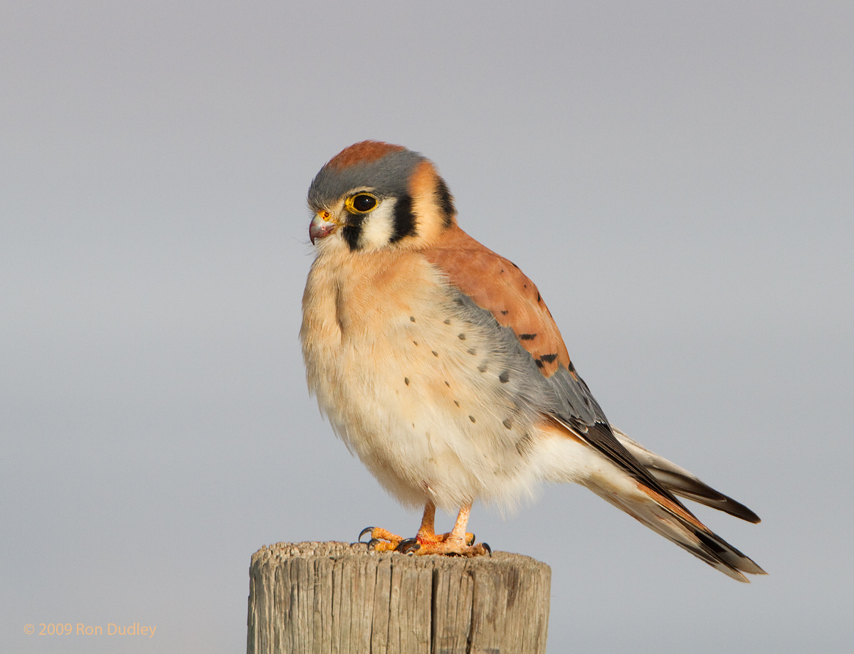 American Kestrel