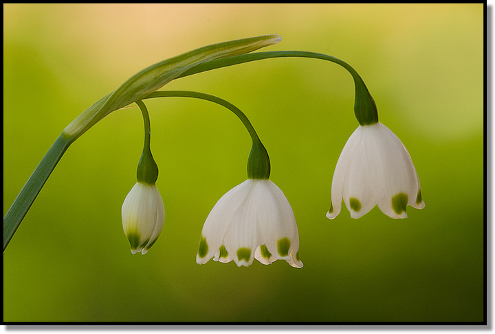 Snow Bells