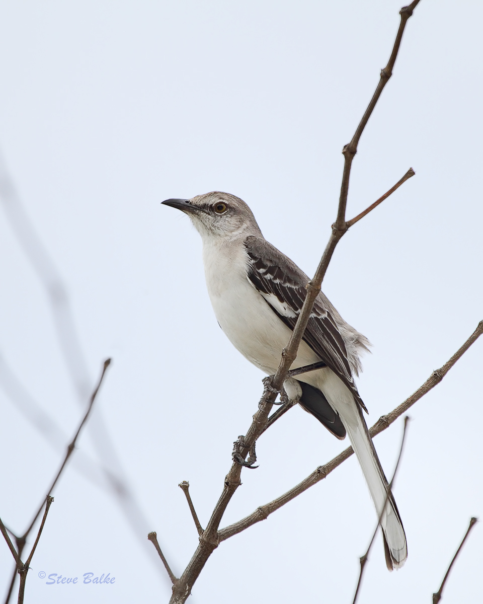Northern Mockingbird
